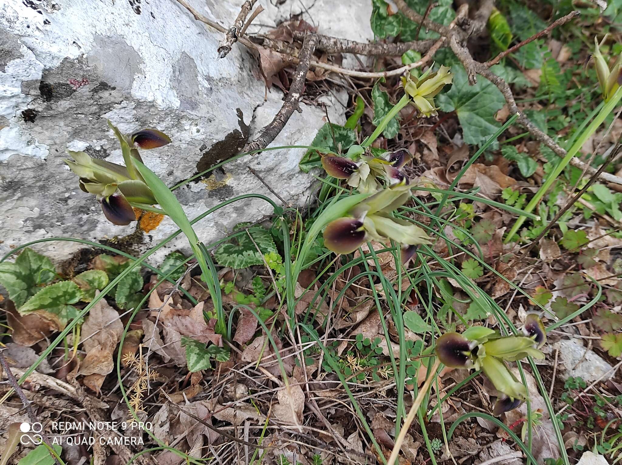 Image of Iris tuberosa L.