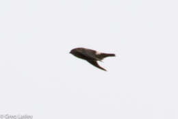 Image of Madagascar Spinetail