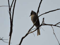 Image of Greater Pewee