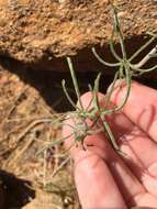 Image of Stebbins' false bindweed