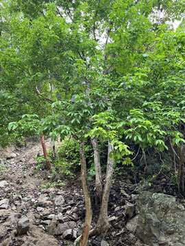 Image of Vitex hemsleyi Briq.