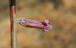 Image of Adromischus umbraticola C. A. Smith