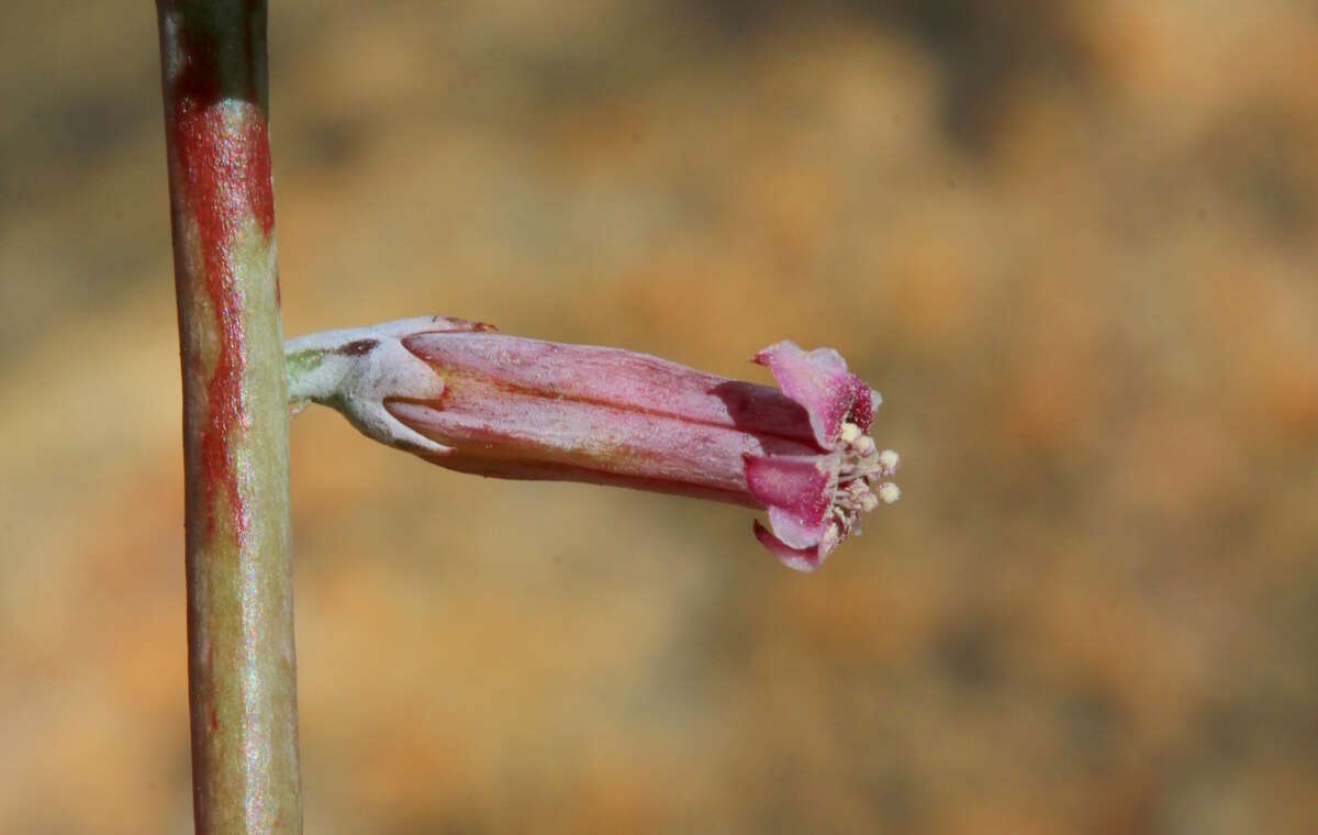 Image of Adromischus umbraticola C. A. Smith