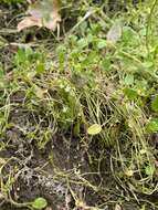 Image of Dwarf Calico-Flower