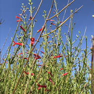 Image of Baja bush snapdragon