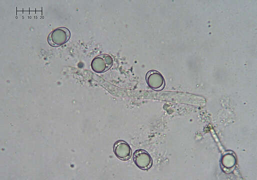 Helvella cupuliformis Dissing & Nannf. 1966 resmi