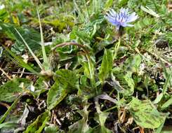 Image of Melanoseris qinghaica (S. W. Liu & T. N. Ho) N. Kilian & Ze H. Wang