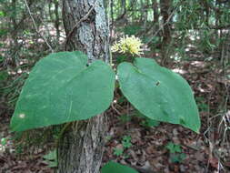 Image de Matelea baldwyniana (Sweet) R. E. Woodson