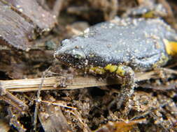 Image of Elachistocleis cesarii (Miranda-Ribeiro 1920)