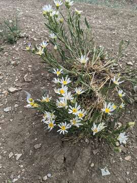 Image de Xylorhiza glabriuscula Nutt.