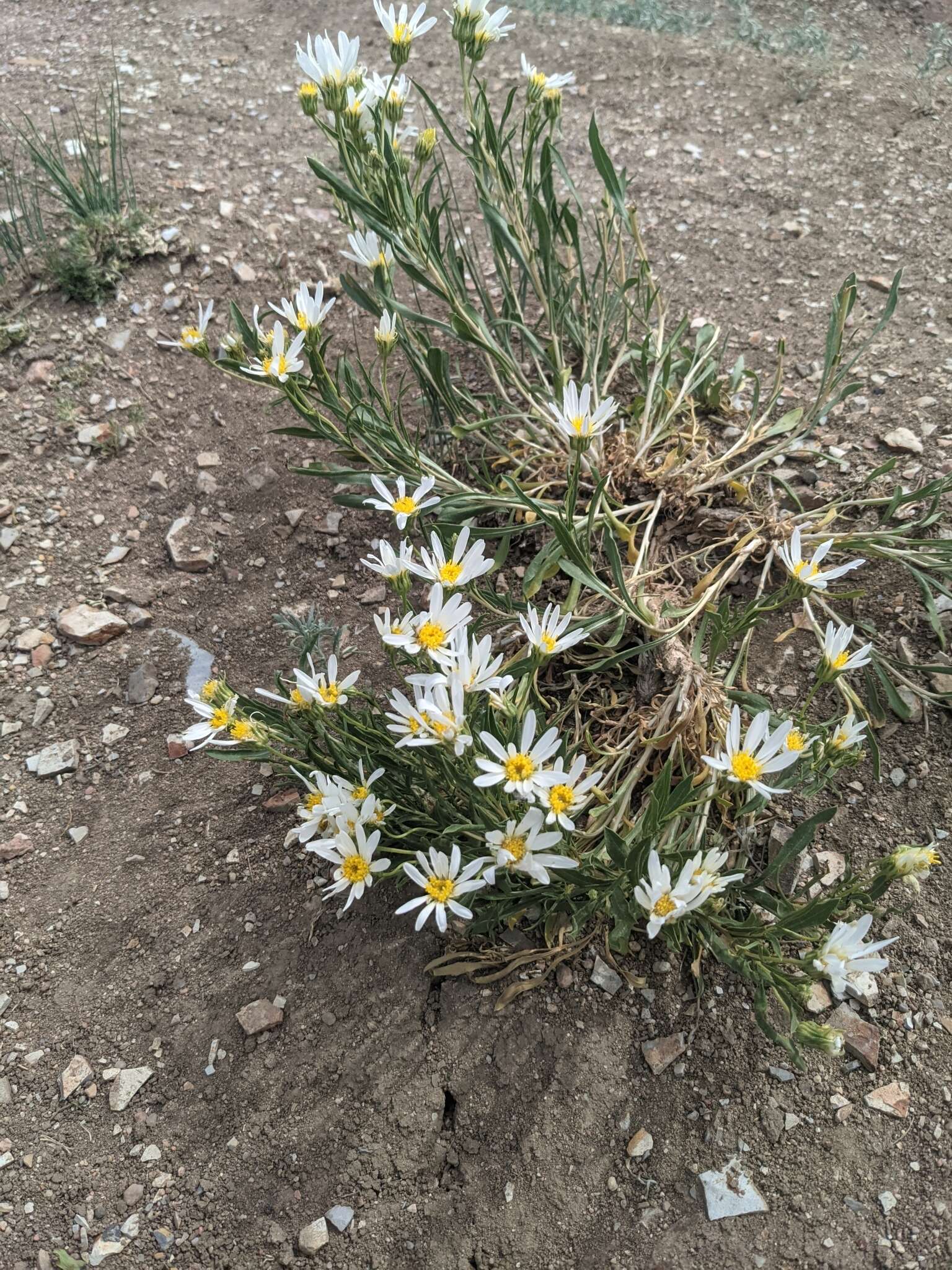 Sivun Xylorhiza glabriuscula Nutt. kuva