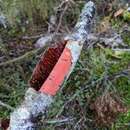 Image of Australovuilleminia coccinea Ghob.-Nejh. & Hallenb. 2010