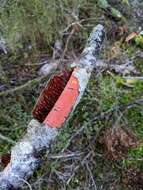 Image of Australovuilleminia coccinea Ghob.-Nejh. & Hallenb. 2010