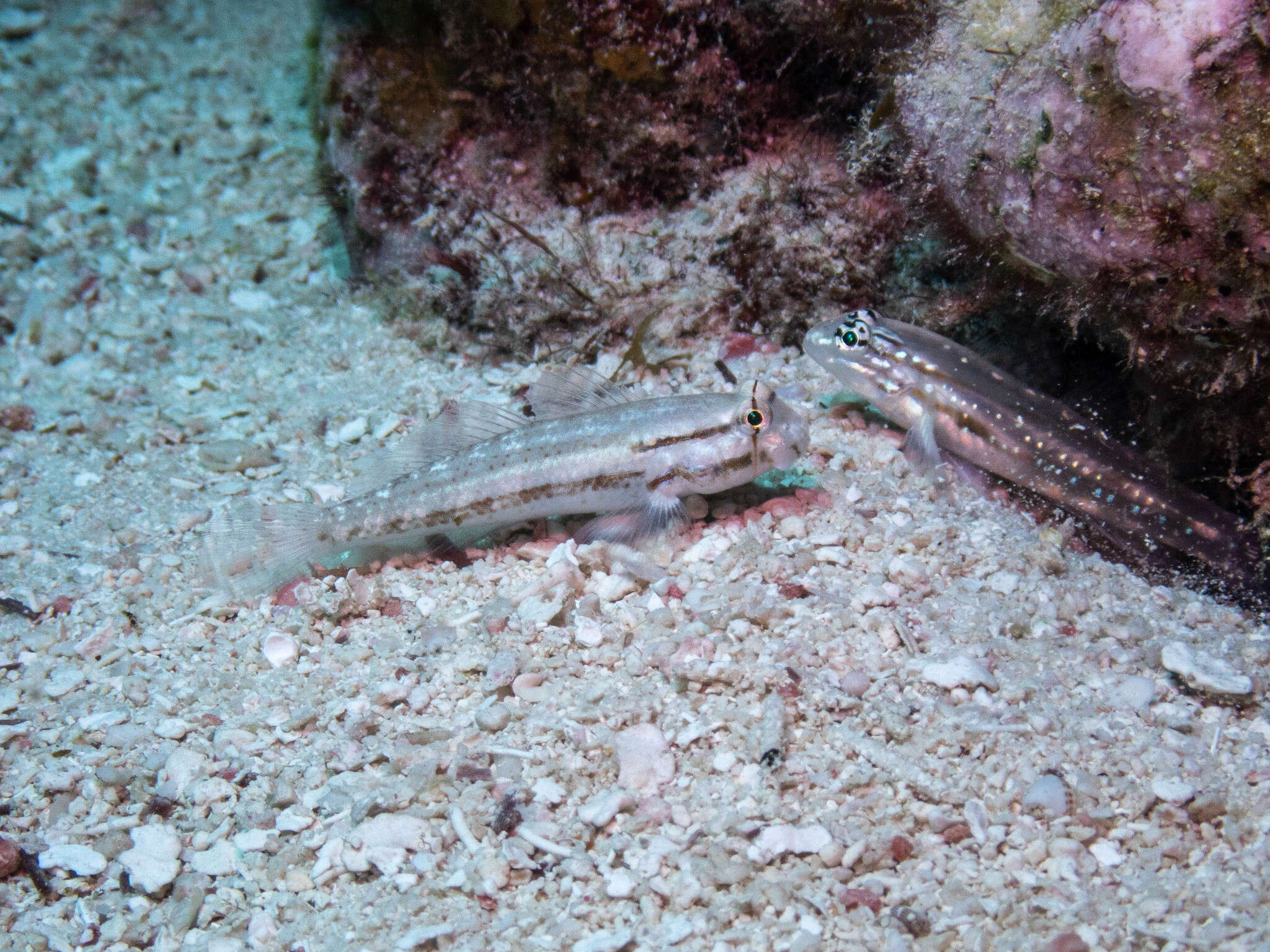 Image of Bridled Goby