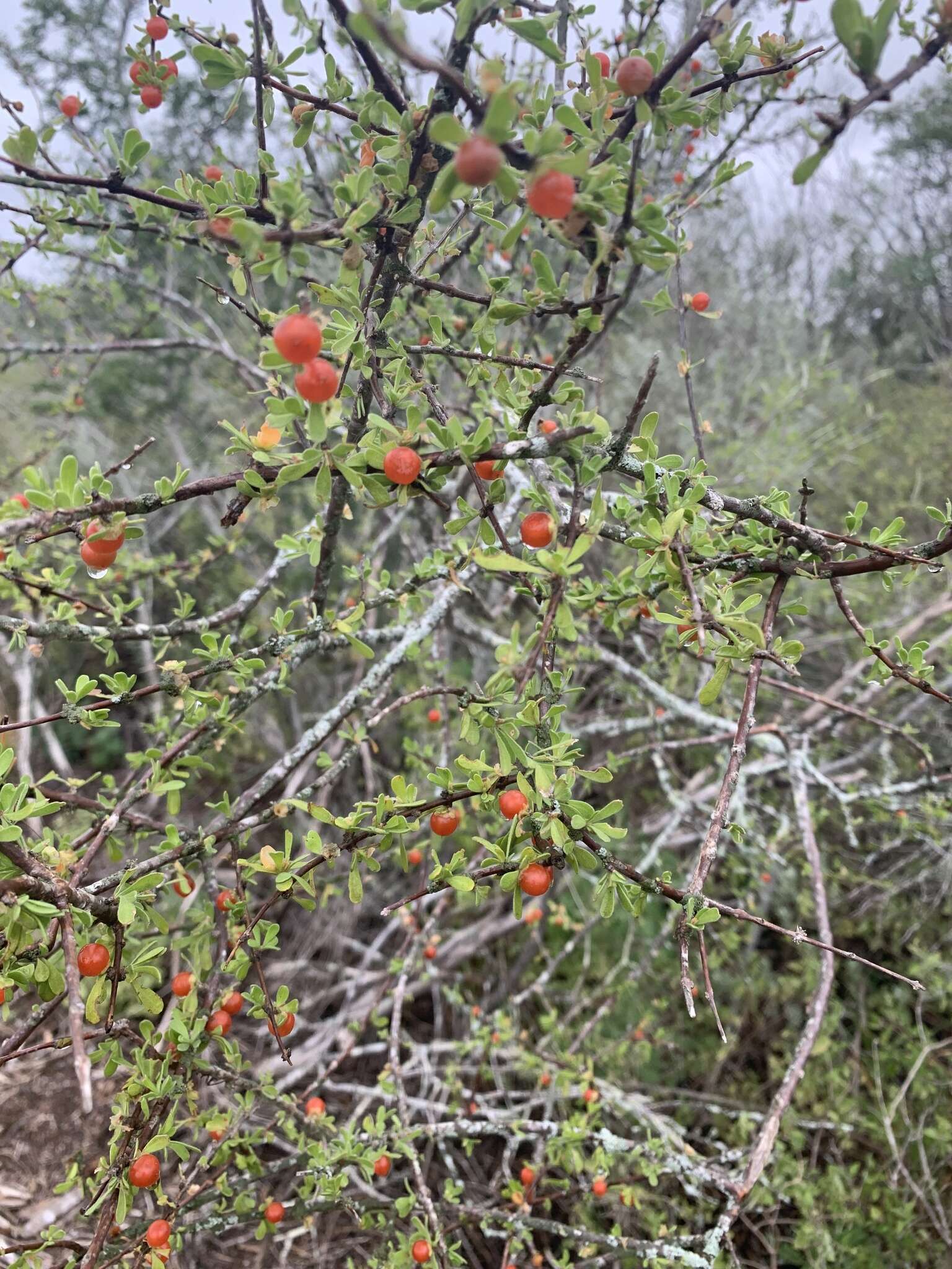 Imagem de Citharexylum brachyanthum (A. Gray ex Hemsl.) A. Gray