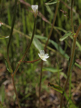 Imagem de Epilobium lactiflorum Hausskn.