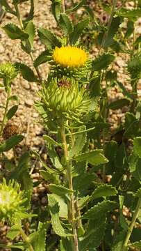 Grindelia squarrosa (Pursh) Dunal resmi