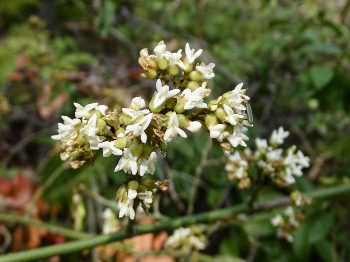 Image de Dalbergia benthamii Prain