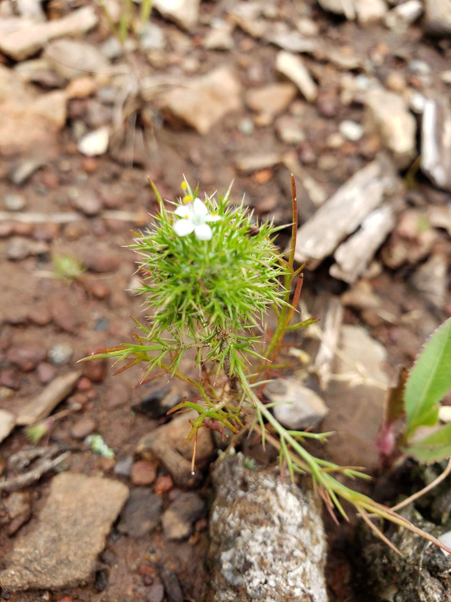 Image de Navarretia intertexta subsp. intertexta