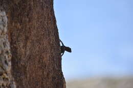 Image of Banded Rock Lizard