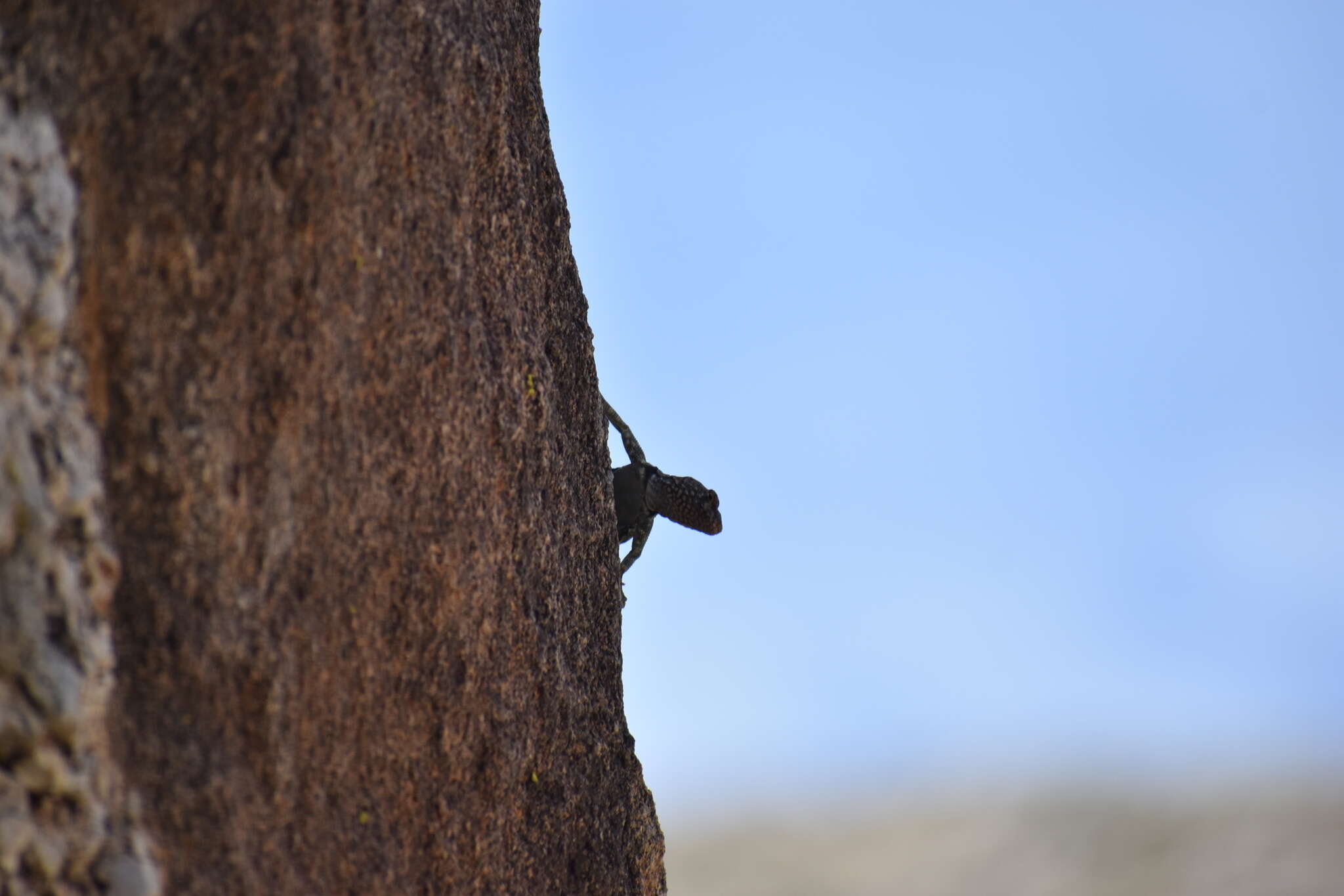 Image of Banded Rock Lizard