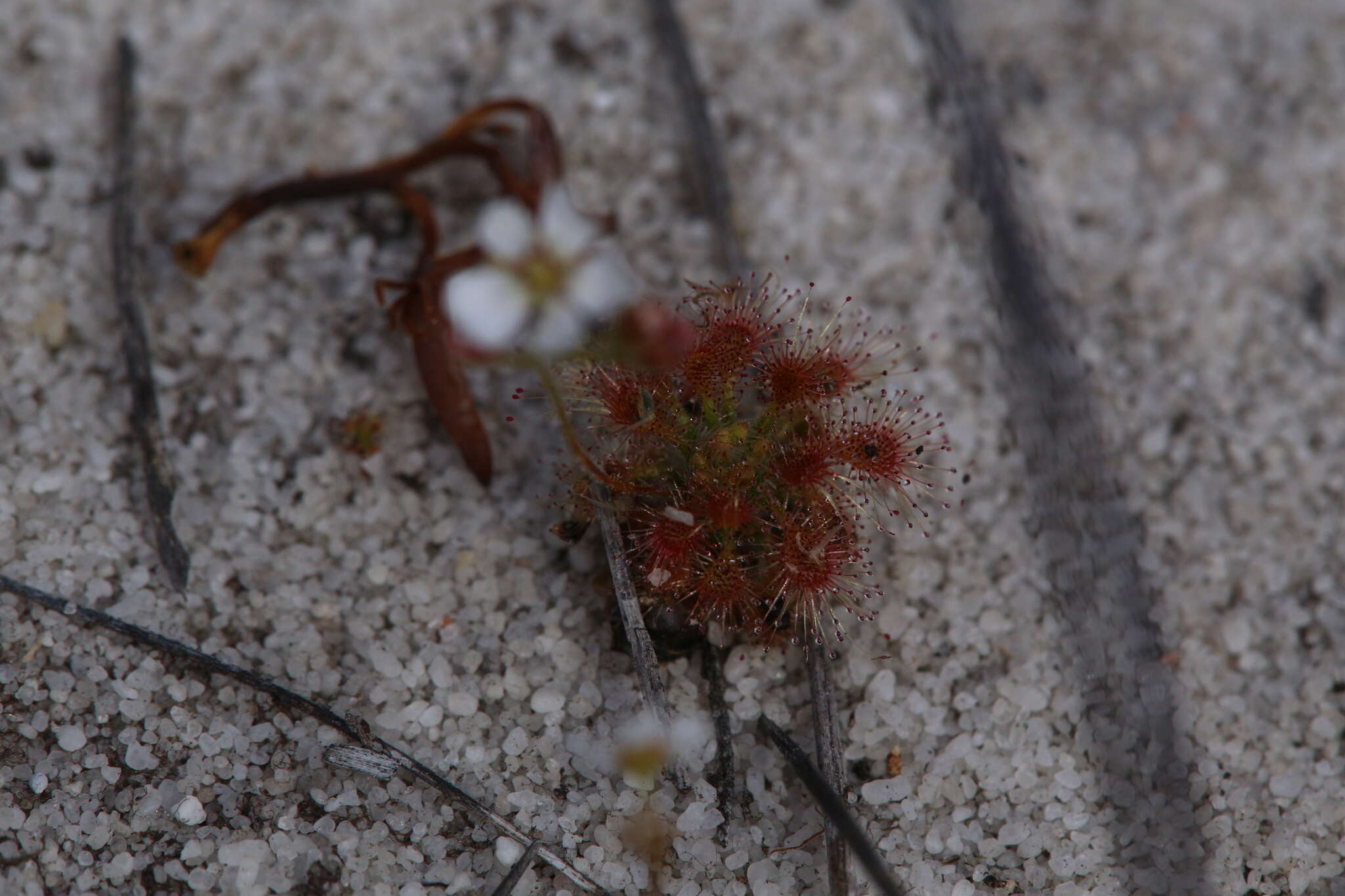 Image of Drosera patens Lowrie & Conran