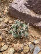 Image of Pima Pineapple Cactus