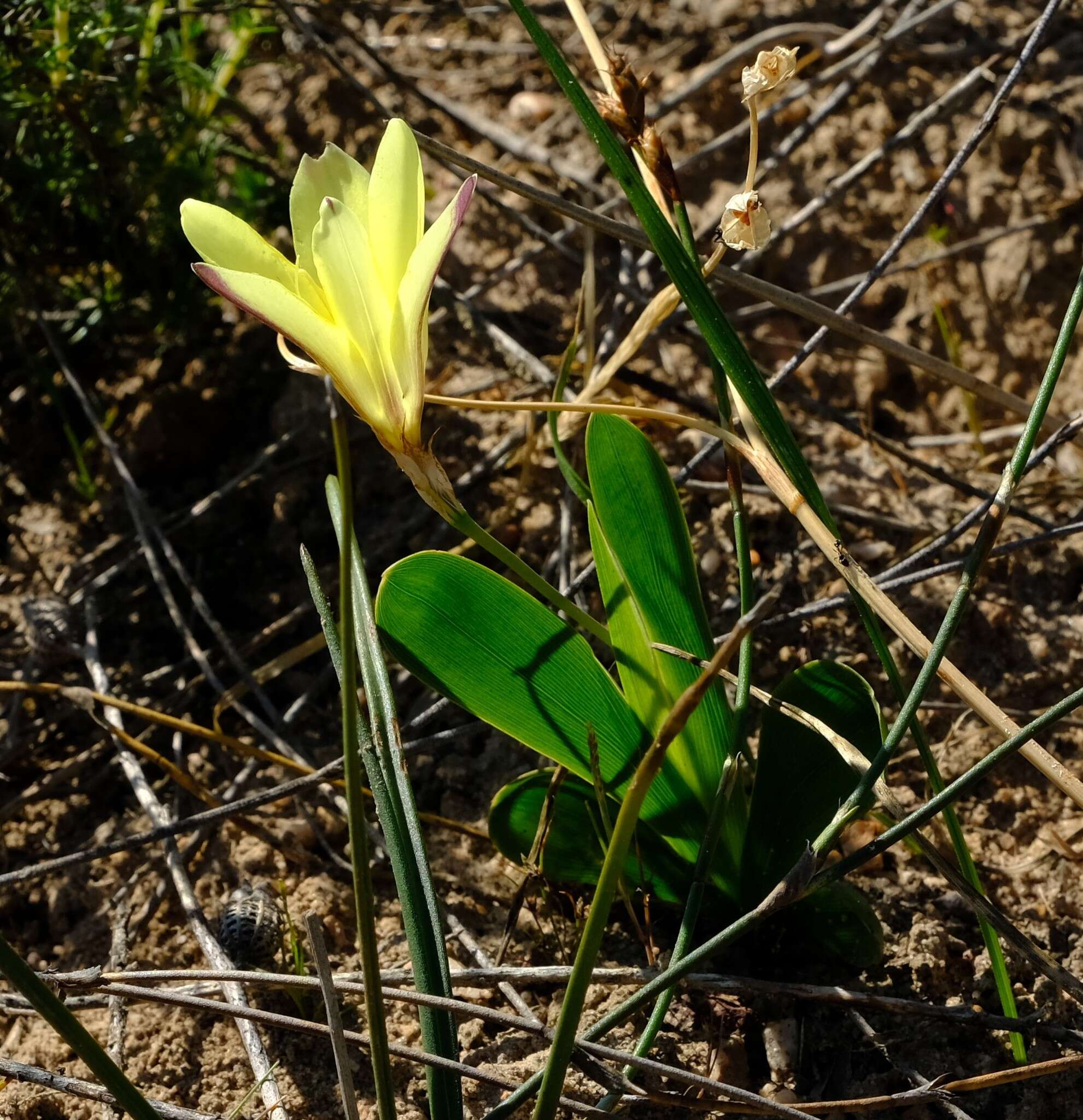 Image of Sparaxis grandiflora subsp. acutiloba Goldblatt