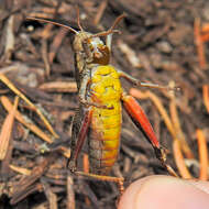 Image of Cascade Timberline Grasshopper