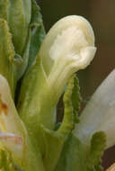 Image of Purple-Flower Lousewort