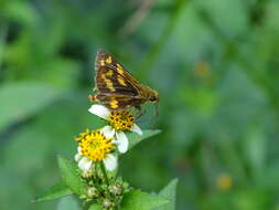 Image of Potanthus pallida Evans 1932