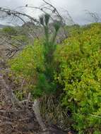 Image of Pinus radiata var. radiata