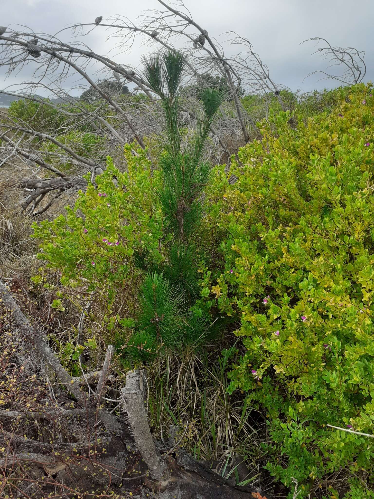 Image of Pinus radiata var. radiata