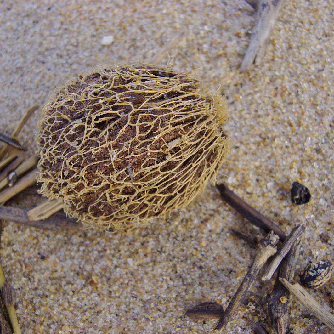 Слика од Barringtonia racemosa (L.) Spreng.