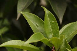 Image of Pieris formosa (Wall.) D. Don