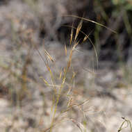 Image of Austrostipa macalpinei (Reader) S. W. L. Jacobs & J. Everett