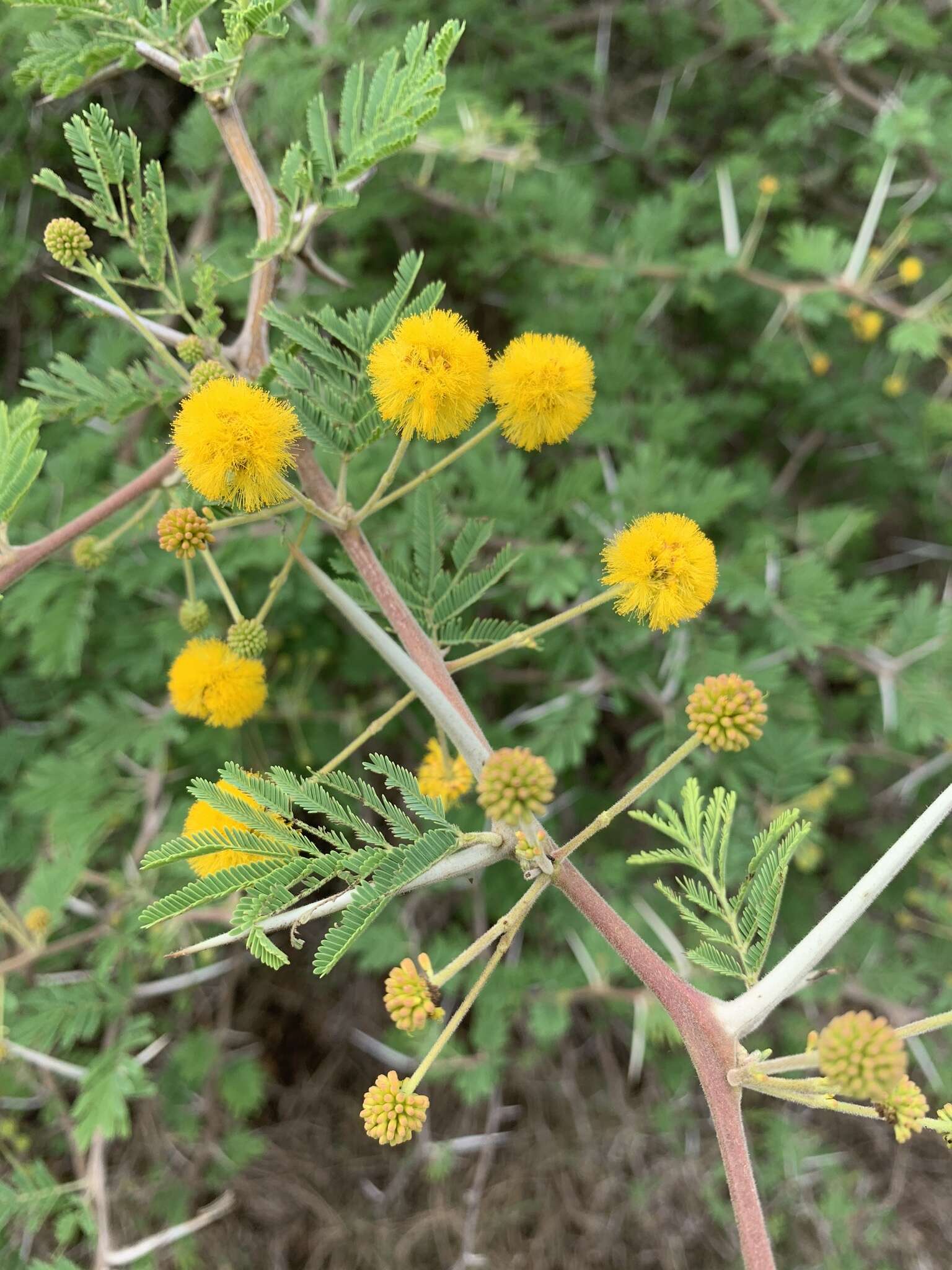 Image of Vachellia nilotica subsp. kraussiana (Benth.) Kyal. & Boatwr.