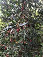 Image of Chilean Lantern Tree