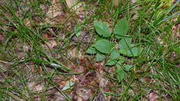 Image de Festuca subverticillata (Pers.) E. B. Alexeev