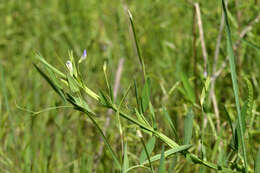 Lathyrus pusillus Elliott resmi