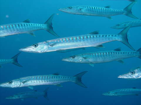 Image of Blackfin barracuda