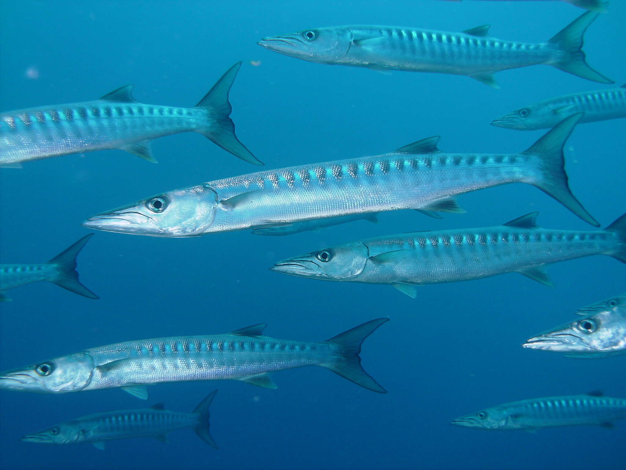 Image of Blackfin barracuda