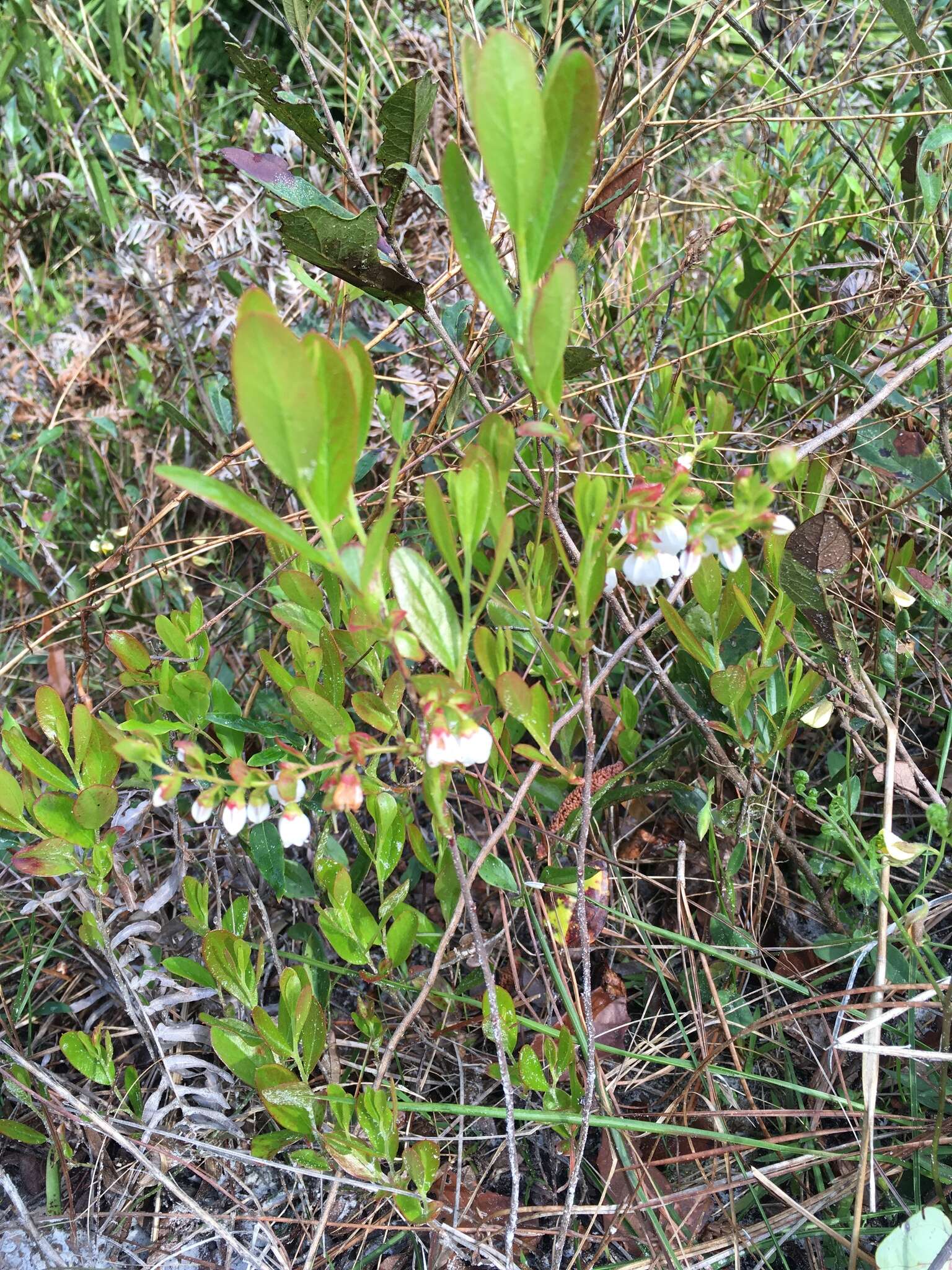 Image of dwarf huckleberry