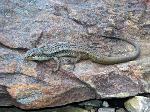 Plancia ëd Egernia napoleonis (Gray 1838)