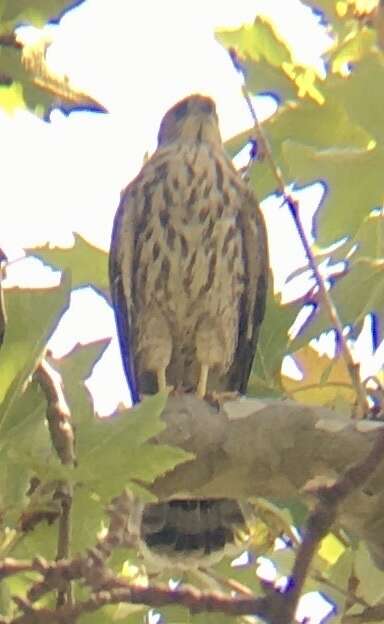 Image of Levant Sparrowhawk