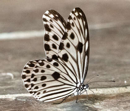 Image of Ideopsis gaura Horsfield 1829