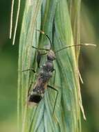 Image of Eucosmetus tenuipes Zheng, L. Y. & H. G. Zou 1981