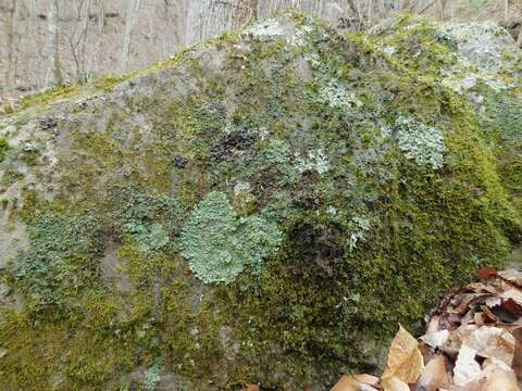 Image of Casarett's shield lichen