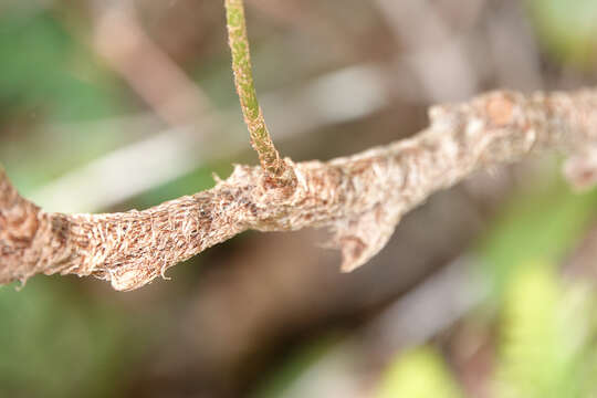 Image of Davallia pyxidata Cav.