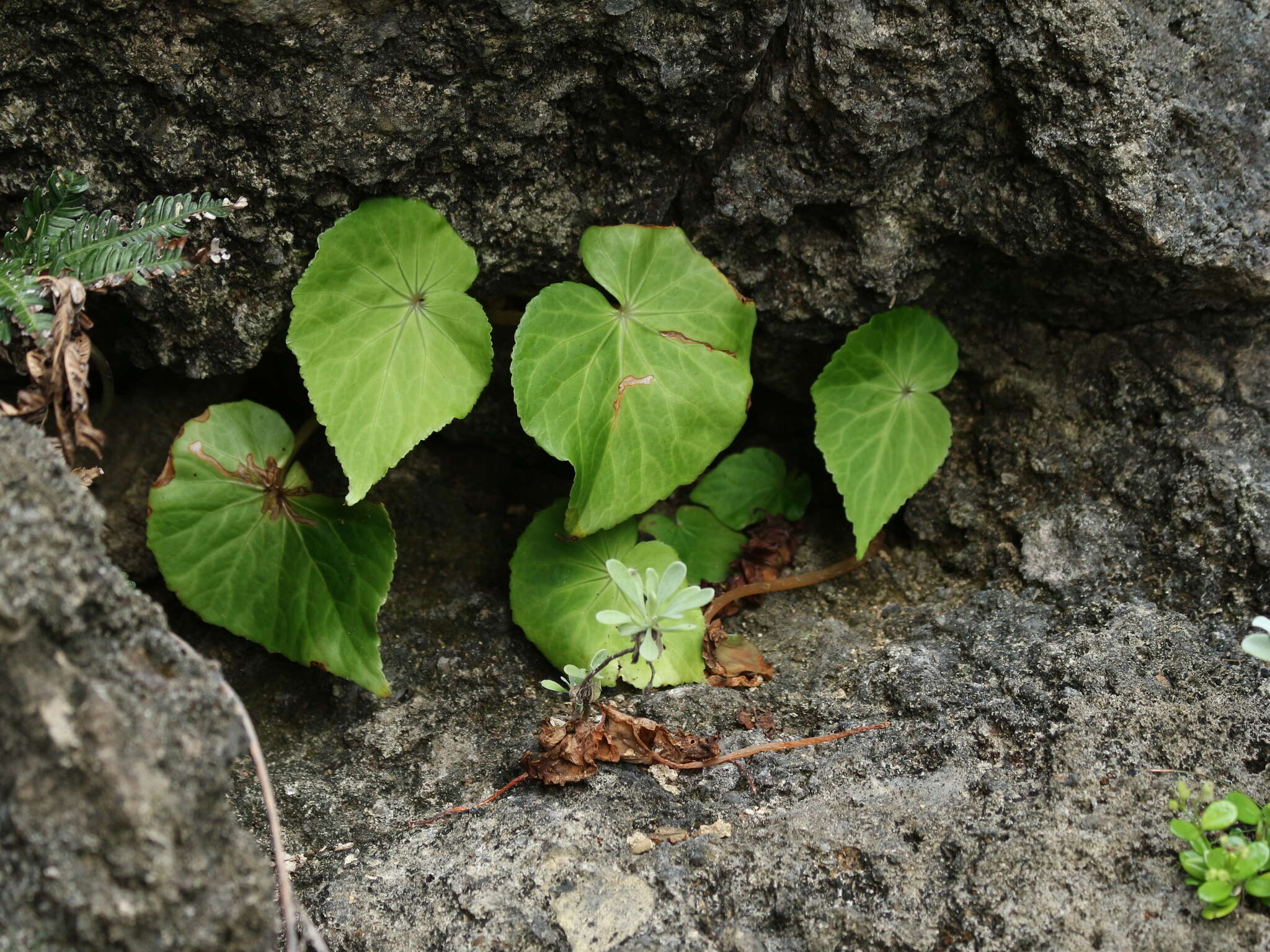 Image de Begonia fenicis Merr.